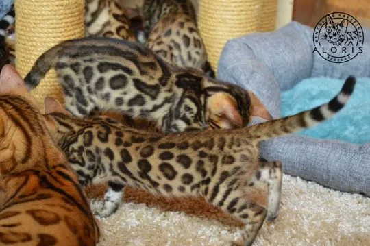 Kot bengalski Kocurek bengalski do adopcji kraków +44 7386 246558, , Krasówka