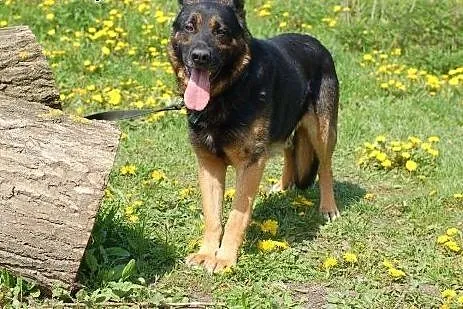 Do adopcji MILO,  łódzkie Skierniewice
