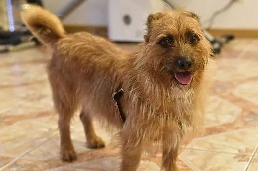 Szorstkowłosy MIKRUS poleca się do adopcji,  mazow
