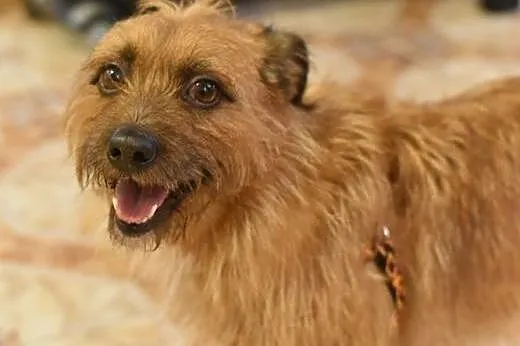 Szorstkowłosy MIKRUS poleca się do adopcji,  mazow