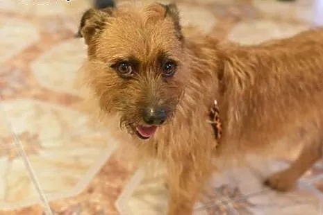 Szorstkowłosy MIKRUS poleca się do adopcji,  mazow