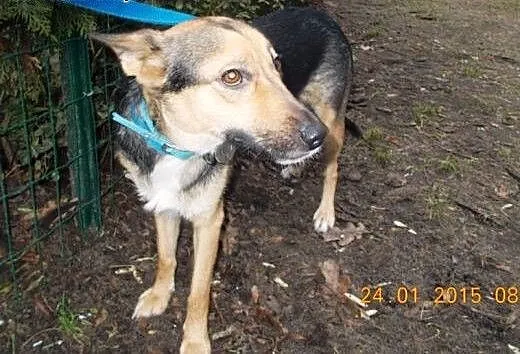 Sunia w typie ON do adopcji !!, zachodniopomorski