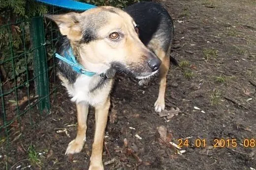 Sunia w typie ON do adopcji !!, zachodniopomorskie Szczecin