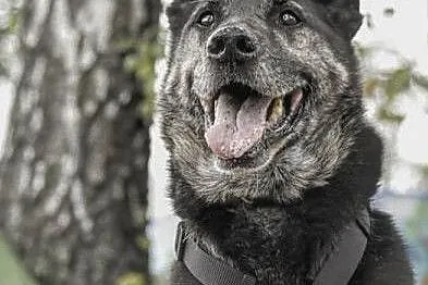 HODOR - seniorek w typie owczarka błaga o do na jesień życia,  mazowieckie Warszawa, Mazowieckie, Warszawa