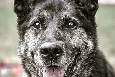 HODOR - seniorek w typie owczarka błaga o do na jesień życia,  mazowieckie Warszawa, Mazowieckie, Warszawa
