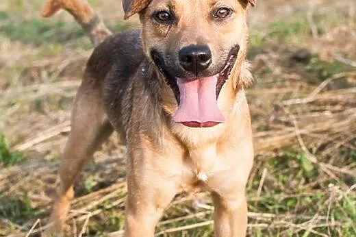 Pluto - młodziutki psiak szuka domu,  małopolskie 