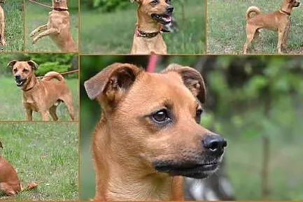 Psikus czeka na dom,  śląskie Gliwice