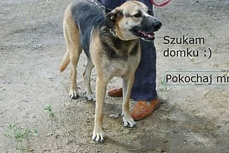 Cudowna Sarunia szuka domku :),  Kundelki cała Polska
