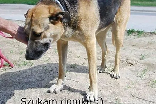 Cudowna Sarunia szuka domku :),  Kundelki cała Pol
