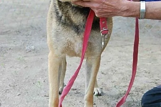Cudowna Sarunia szuka domku :),  Kundelki cała Pol