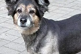 Sabcia pieszczoszka do pokochania, mazowieckie Warszawa