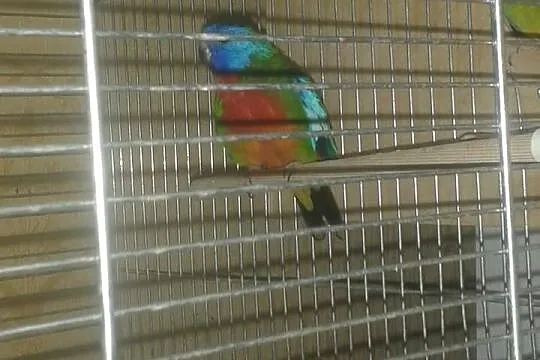 sprzedam ptaki