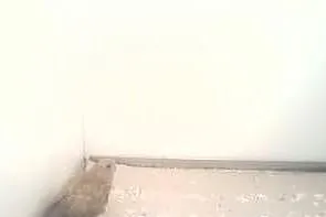 Sprzedam ptaki