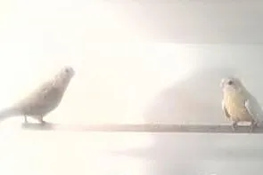 Sprzedam ptaki
