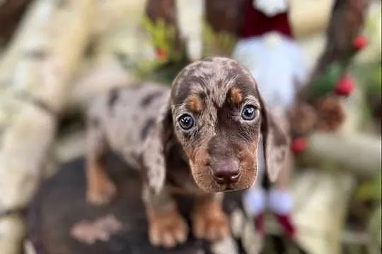 Wyjątkowa! Sunia Jamnik miniaturowy Choco merle z rodowodem, Małopolskie, Kraków