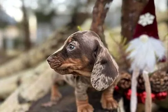 Wyjątkowa! Sunia Jamnik miniaturowy Choco merle z rodowodem, Małopolskie, Kraków