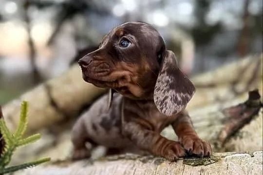 Wyjątkowa! Sunia Jamnik miniaturowy Choco merle z rodowodem, Małopolskie, Kraków