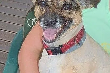 Maleńka Mikusia - kochany pies rodzinny do adopcji