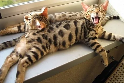 Bengalski Kot - sa juz sliczne kocięta,  mazowieck