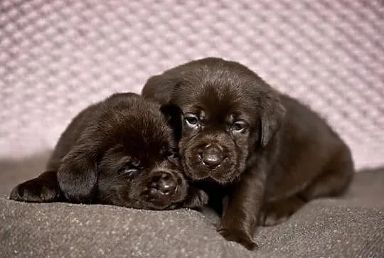 Labrador retriever-czekoladowe szczenieta FCI!