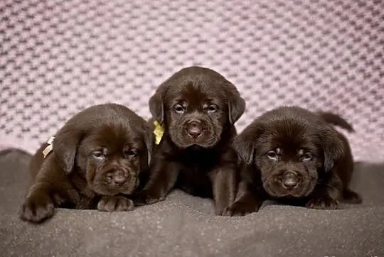 Labrador retriever-czekoladowe szczenieta FCI!