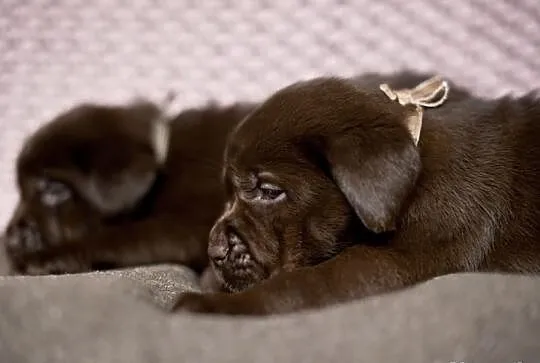 Labrador retriever-czekoladowe szczenieta FCI!