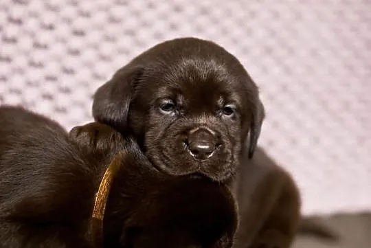 Labrador retriever-czekoladowe szczenieta FCI!