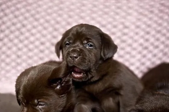 Labrador retriever-czekoladowe szczenieta FCI!