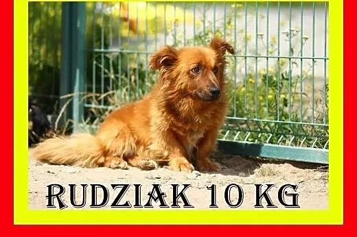 10kg,grzeczny,spokojny,łagodny,przyjazny,piesek RUDZIAK,  dolnośląskie Wrocław