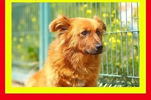 10kg,grzeczny,spokojny,łagodny,przyjazny,piesek RU