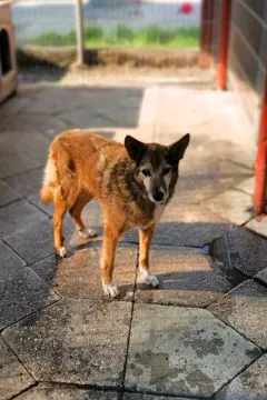 Lisia - najsmutniejsza w schronisku POMOCY!  SMUTNA PSIA ISTOTA SZUKA DOMU...Lisia, tak ma na imię t, , Warszawa