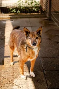Lisia - najsmutniejsza w schronisku POMOCY!  SMUTNA PSIA ISTOTA SZUKA DOMU...Lisia, tak ma na imię t, , Warszawa