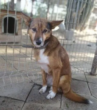 Lisia - najsmutniejsza w schronisku POMOCY!  SMUTNA PSIA ISTOTA SZUKA DOMU...Lisia, tak ma na imię t