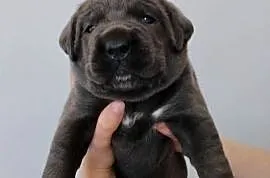 Cane Corso Italiano