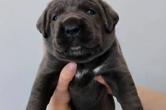 Cane Corso Italiano, Lubelskie, Łuków