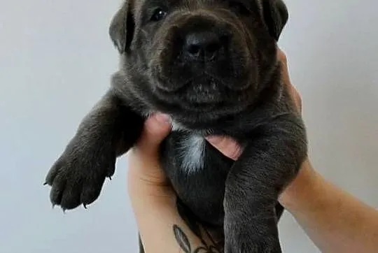 Cane Corso Italiano, Lubelskie, Łuków