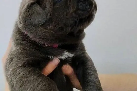 Cane Corso Italiano, Lubelskie, Łuków