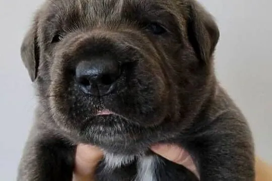 Cane Corso Italiano, Lubelskie, Łuków