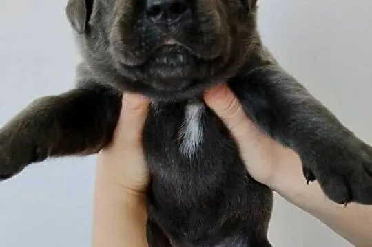 Cane Corso Italiano, Lubelskie, Łuków