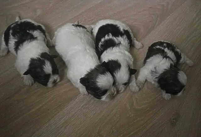 Shih Tzu