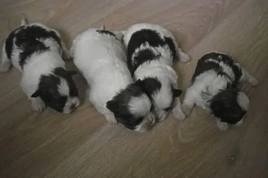 Shih Tzu