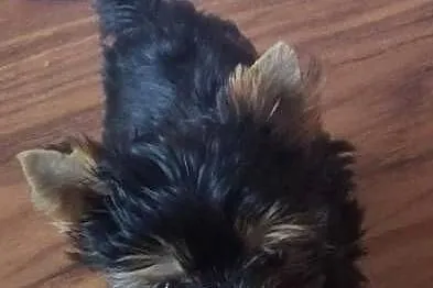 HONEY piękna suczka Yorkshire terrier Biewer