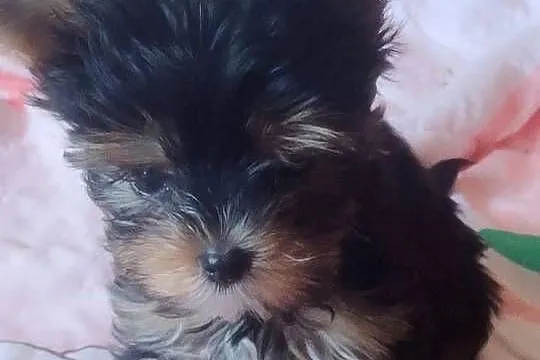 HONEY piękna suczka Yorkshire terrier Biewer, Małopolskie, Bochnia