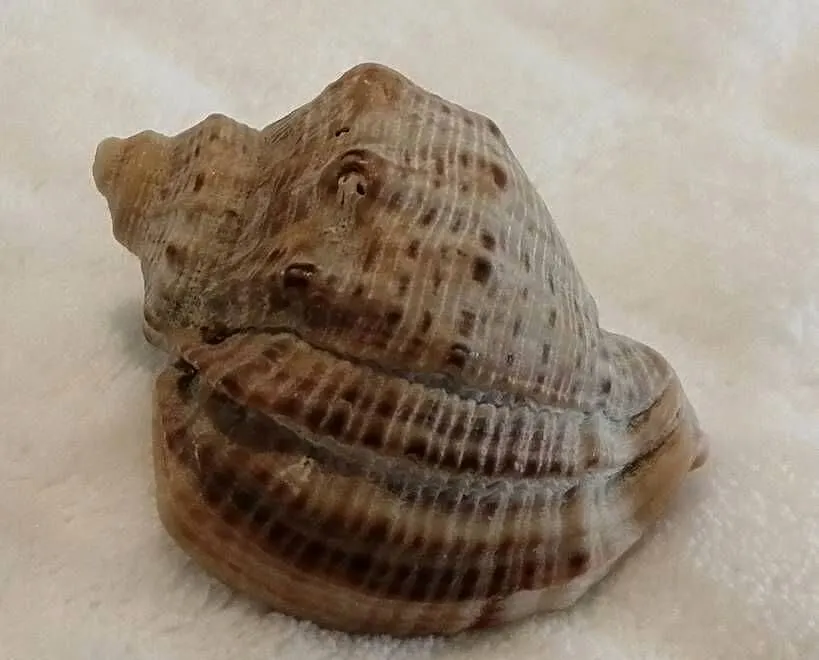 Muszla 4,8cm, 62 (Kreatywne), Śląskie, Czeladź