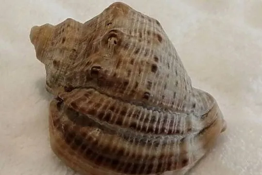 Muszla 4,8cm, 62 (Kreatywne), Śląskie, Czeladź