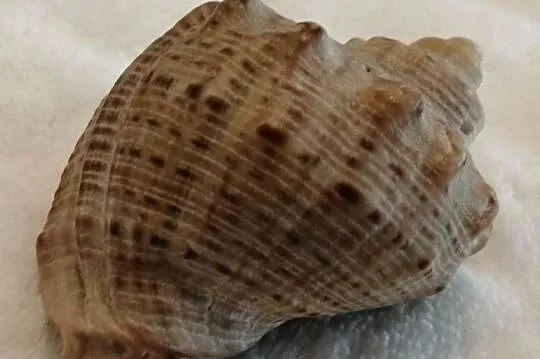 Muszla 4,8cm, 62 (Kreatywne), Śląskie, Czeladź