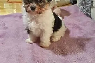 Dee Dee piękna suczka Yorkshire terrier Biewer