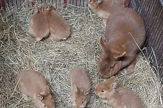 Samica z młodymi nowozelandzki czerwony, Lubelskie, Turobin