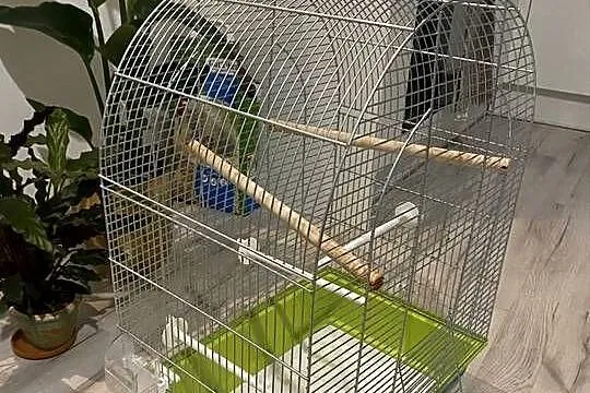 Klatka dla ptaka kanarka/papugi
