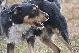 Figiel-przekochany psiak z wesołymi, figlarnymi iskierkami w oczach - istny aniołek! FILMIK,  śląskie Katowice